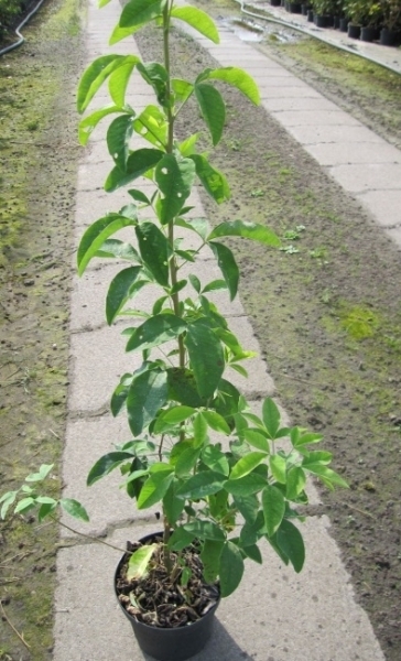 Laburnum anagyroides3